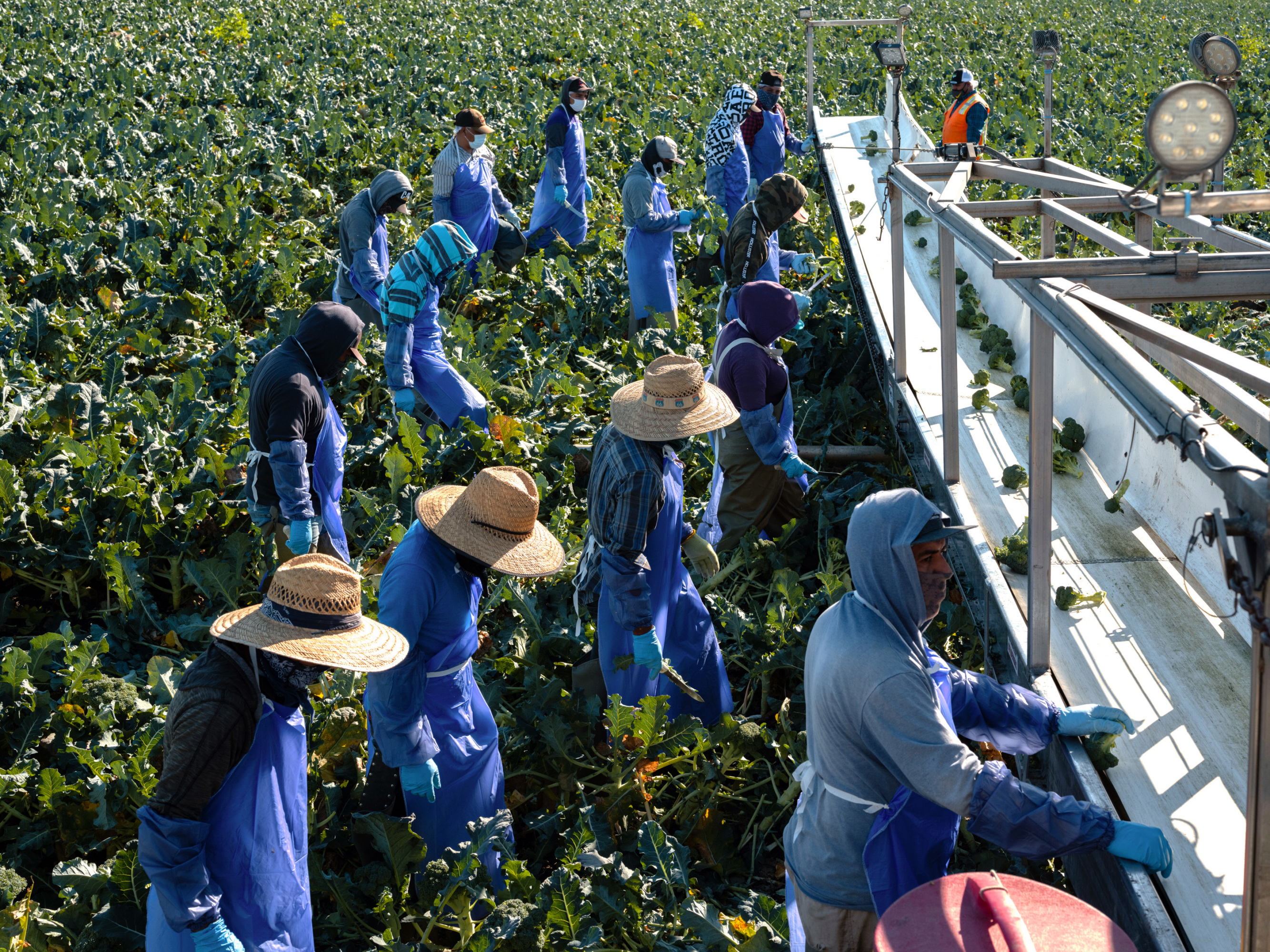 workers harvest broccoli