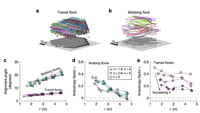 Self-propelled particle model captures the phase transition in mobbing jackdaw flocks.