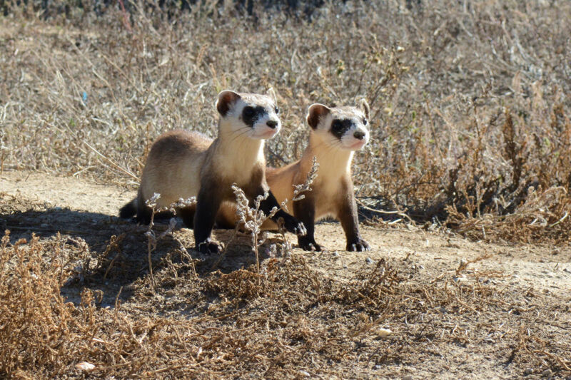 A curious pair of black-footed ferret kits survey the shortgrass prairie from their outdoor enclosures at the National Black-footed Ferret Conservation Center in Colorado.