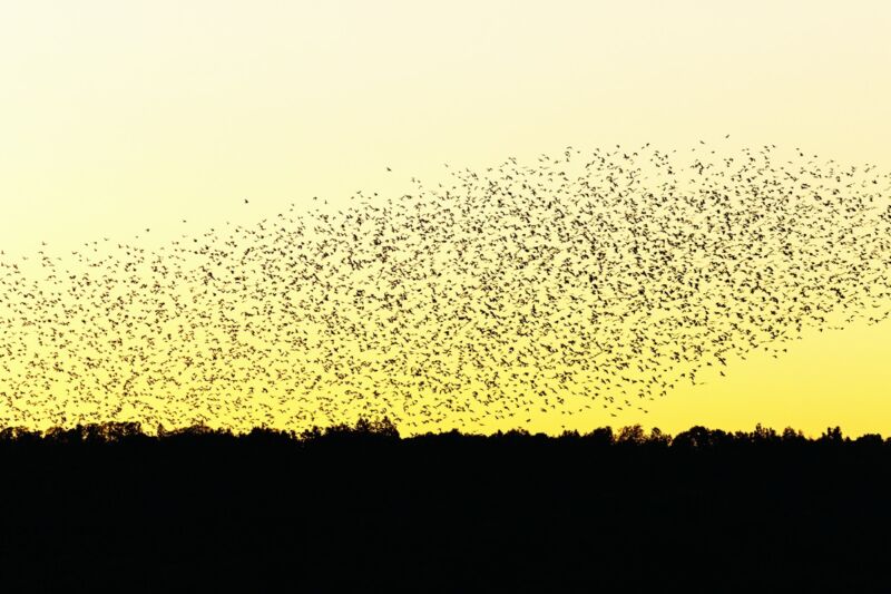 Large flock of jackdaws in silhouette flying in the evening sky over the trees.