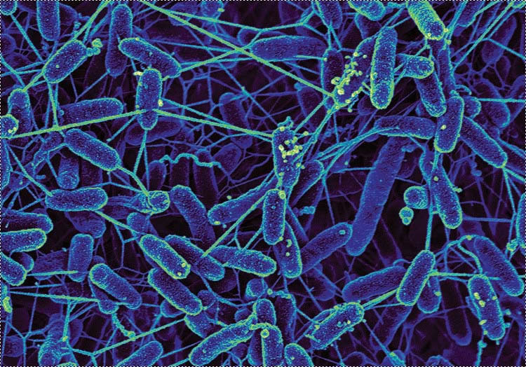 False color image of bacteria