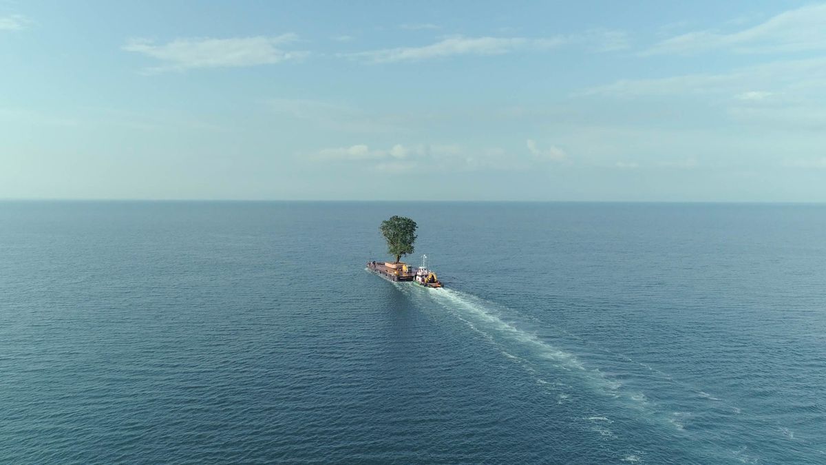 A tree sits by itself on a barge in the middle of a vast body of water.