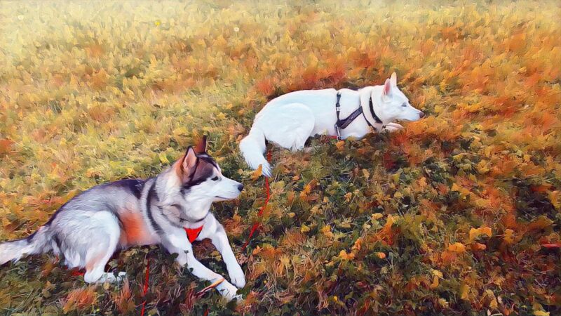Color photo of two huskies, a white female and a gray and while male, laying on a grassy lawn